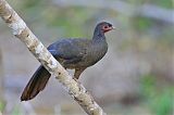 Chaco Chachalaca